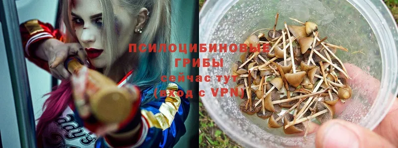 Псилоцибиновые грибы Magic Shrooms  МЕГА зеркало  Касимов  наркота 